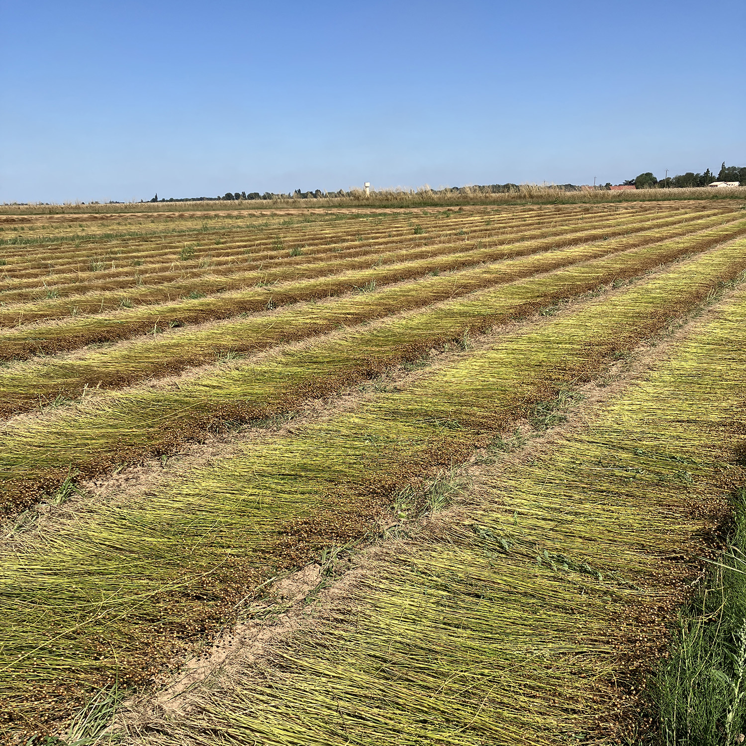 Lin eurois en cours de rouissage - juillet 2025 Lin eurois en cours de rouissage - juillet 2025